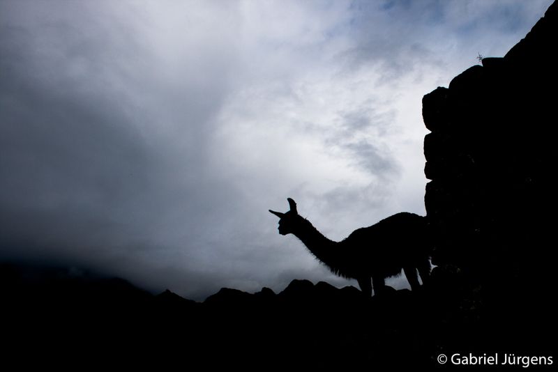 Machu Picchu 2010-01-05  
