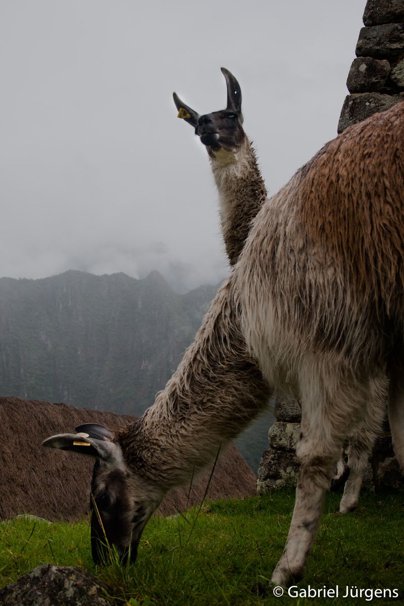 Machu Picchu 2010-01-05  